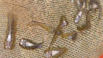 Rize’de çift başlı alabalıklar