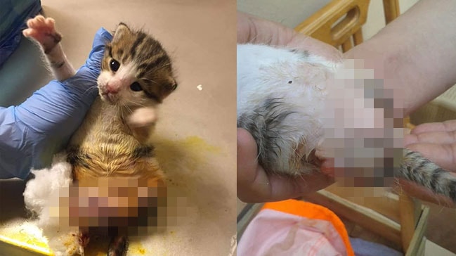 Bunun adı vahşet! Yavru kedinin arka bacaklarını kestiler