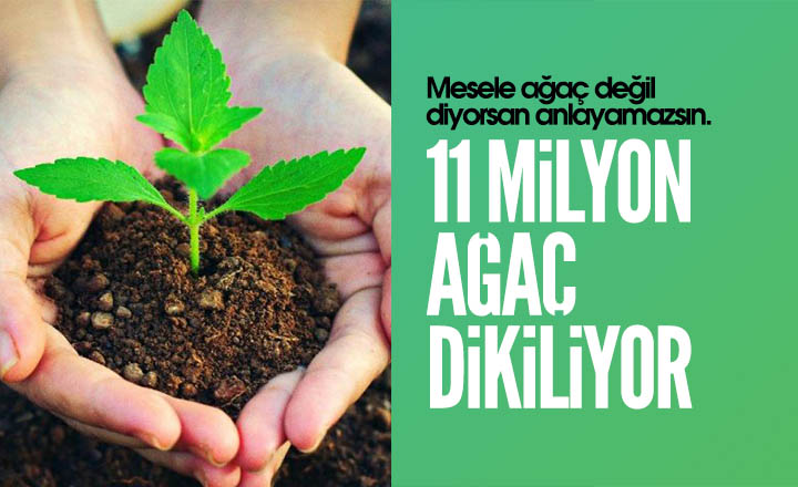 11 Milyon Ağaç Dikiliyor