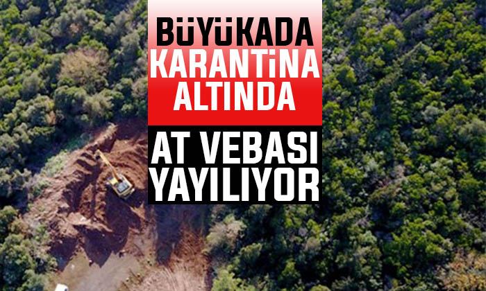 Son Dakika: Büyükada Karantina Altında! At vebası yayılıyor. Giriş çıkış durduruldu