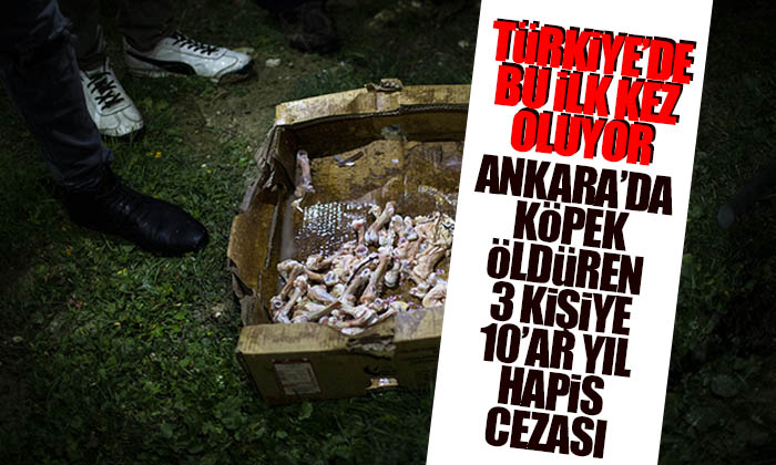 Türkiye’de bu ilk kez oluyor! Köpek öldüren 3 kişiye 10’ar yıl hapis cezası verildi