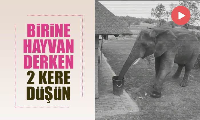 Birine hayvan derken 2 kere düşünelim.
